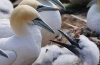 HelgolandBasstoelpel P1090135