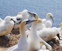 HelgolandBasstoelpel P1090157