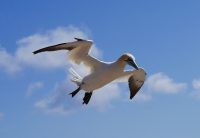 HelgolandBasstoelpel P1090161