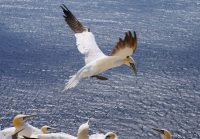 HelgolandBasstoelpel P1090174