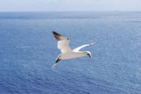 HelgolandBasstoelpel P1090184