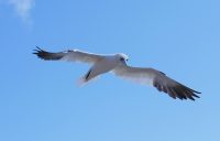 HelgolandBasstoelpel P1090203