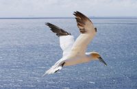 HelgolandBasstoelpel P1090243