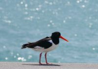 HelgolandDueneAusternfischerP1090498