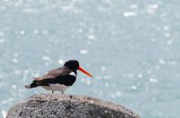 HelgolandDueneAusternfischerP1090503