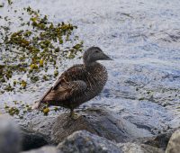 HelgolandEiderDueneP1090492