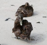 HelgolandEiderP1090431