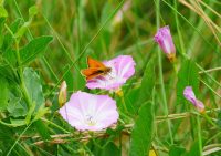 HelgolandFalteraufAckerwinde P1090097