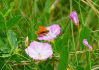 HelgolandFalteraufAckerwinde P1090098