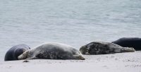 HelgolandKegelrobbenDueneP1090474