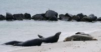 HelgolandKegelrobbenDueneP1090484