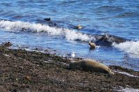 HelgolandSeehunde