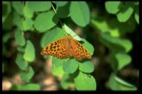 Kaisermantel, Schmetterlinge des Luberon, 2002