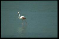 Flamingo, Digue a la Mer, 2002