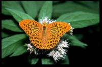 Kaisermantel, Schmetterlinge des Luberon, 2002