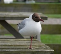 P1060821 ba Lachmoewe