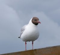 P1060831 ba Lachmoewe