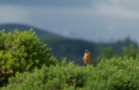 P1060841 ba bluthaenfling