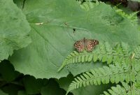 P1080011 ba Waldbrettspiel