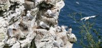 P1080089 ba Kittywakes-chicks guillemot gannet