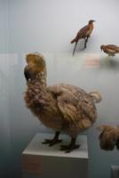 Dodo, British Museum
