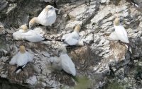 P1080125 ba gannet-chicks