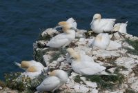 P1080136 gannets