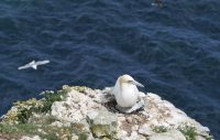 P1080148 ba gannet