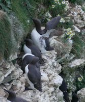 P1080166 ba guillemots