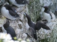 P1080171 ba guillemot-fish