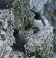 P1080179 ba guillemot fish
