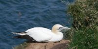 P1080181 gannet