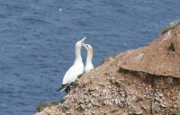 P1080184 gannets