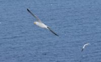 P1080185 gannet