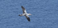 P1080193 juv-gannet