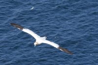 P1080202 gannet