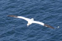 P1080203 gannet