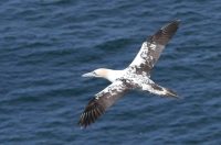 P1080212 juv-gannet