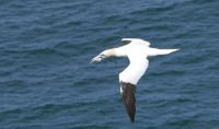 P1080225 gannet-nisting-material