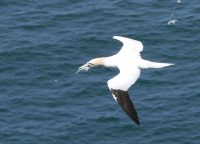 P1080226 gannet-nisting-material
