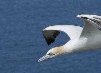 P1080268 ba gannet