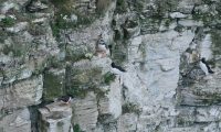 P1080287 puffins razorbills