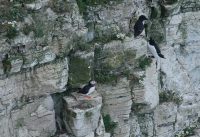 P1080291 ba puffin razorbills