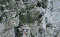 P1080299 ba puffins razorbills