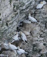 P1080301 ba gannets chicks