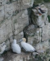 P1080306 ba gannetchick puffin