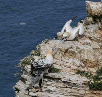 P1080307 ba gannets